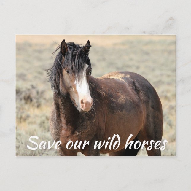 Spara Vår Vild Horses Vykort (Framsida)