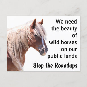 Spara Vår Vild Horses Vykort
