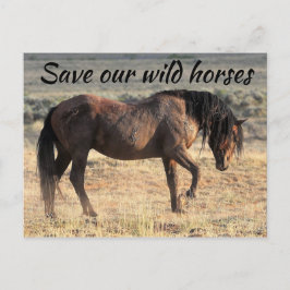 Spara Vår Vild Horses Vykort