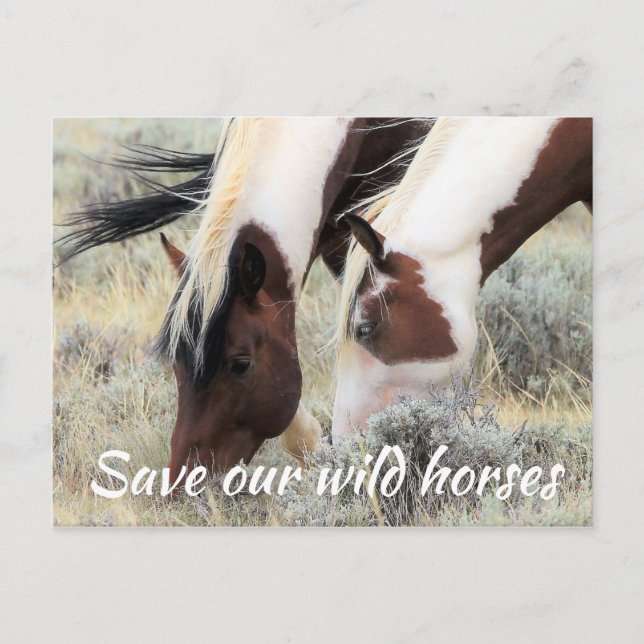 Spara Vår Vild Horses Vykort (Framsida)
