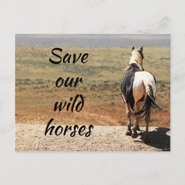 Spara Vår Vild Horses Vykort (Framsida)