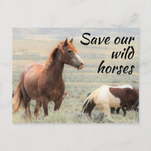 Spara vår Vild Horses Vykort