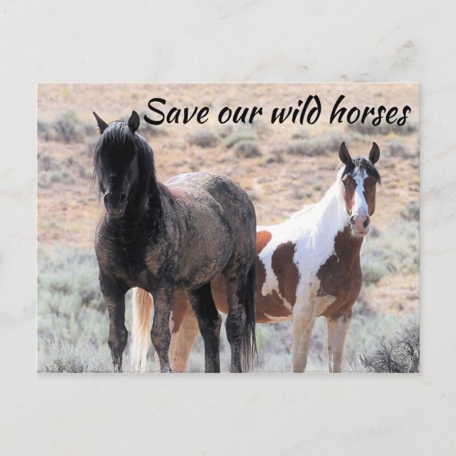 Spara Vår Vild Horses Vykort (Framsida)