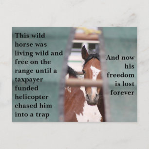 Spara Vår Vild Horses Vykort