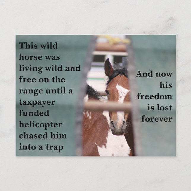 Spara Vår Vild Horses Vykort (Framsida)