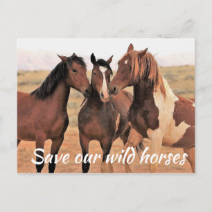 Spara Vår Vild Horses Vykort