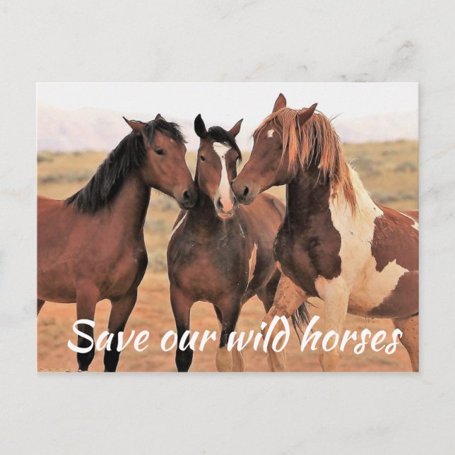Spara Vår Vild Horses Vykort (Framsida)