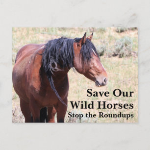 Spara Vår Vild Horses Vykort