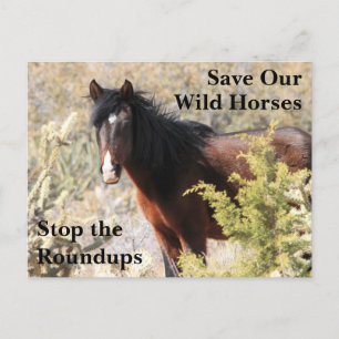 Spara Vår Vild Horses Vykort