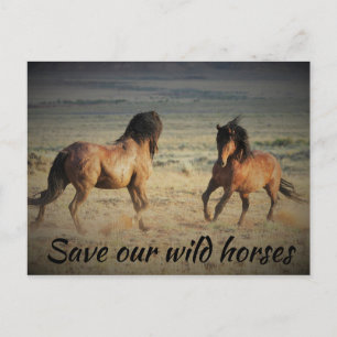 Spara Vår Vild Horses Vykort