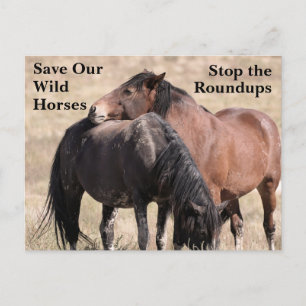 Spara Vår Vild Horses Vykort