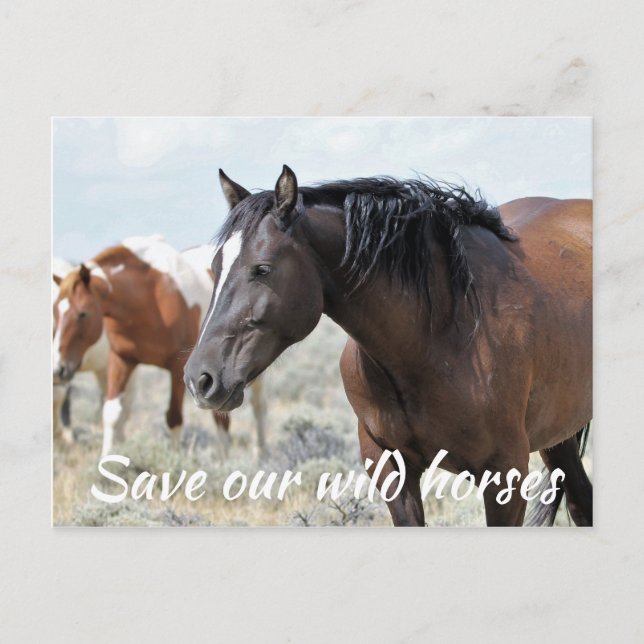 Spara Vår Vild Horses Vykort (Framsida)