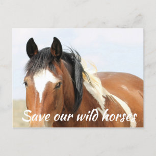 Spara Vår Vild Horses Vykort