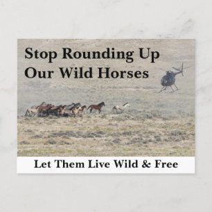 Spara Vår Vild Horses Vykort