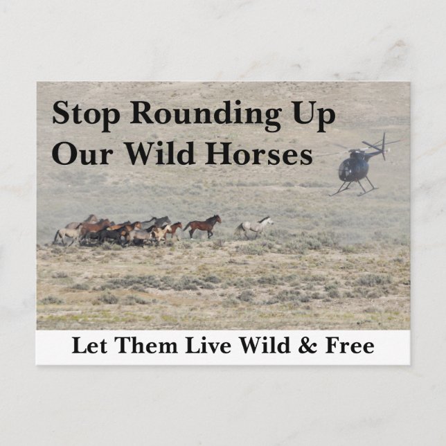 Spara Vår Vild Horses Vykort (Framsida)