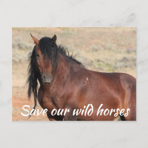 Spara Vår Vild Horses Vykort