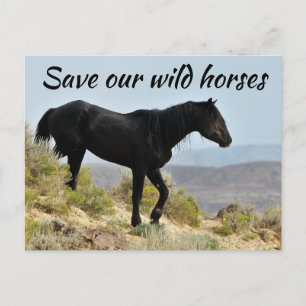 Spara Vår Vild Horses Vykort
