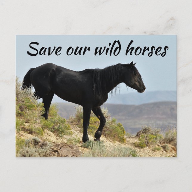 Spara Vår Vild Horses Vykort (Framsida)