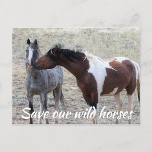 Spara Vår Vild Horses Vykort