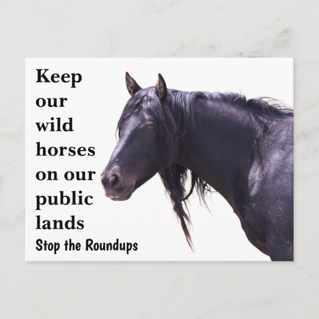 Spara Vår Vild Horses Vykort (Framsida)