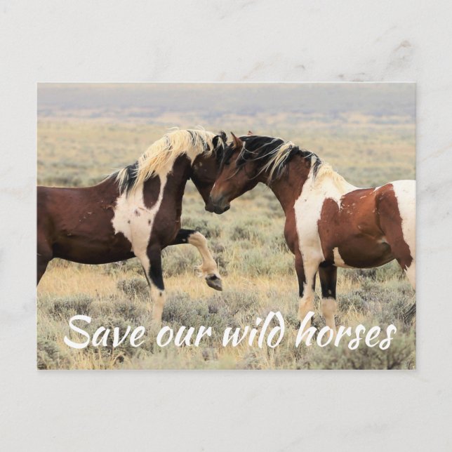 Spara Vår Vild Horses Vykort (Framsida)