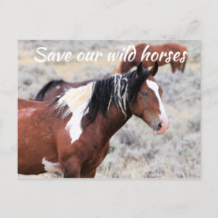 Spara vår Vild Horses Vykort