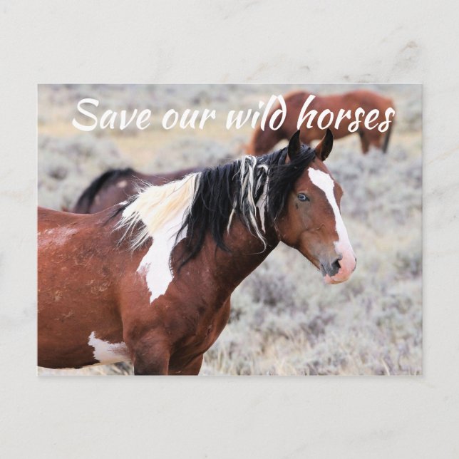 Spara vår Vild Horses Vykort (Framsida)