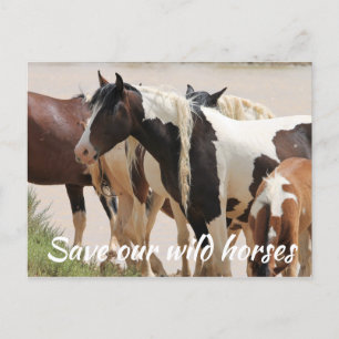 Spara Vår Vild Horses Vykort