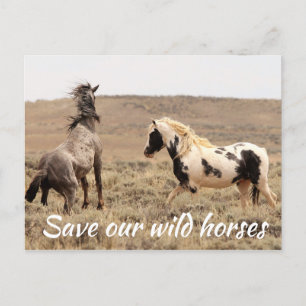 Spara Vår Vild Horses Vykort