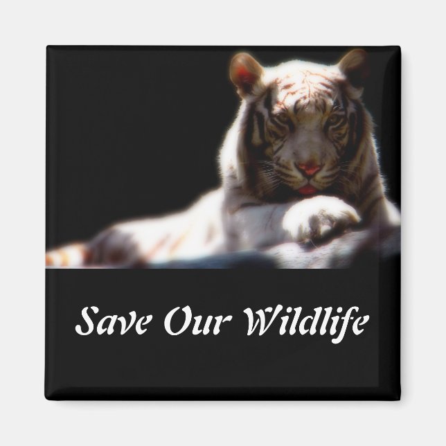 Spara vår vilda natur Tiger Square Magnet (Framsidan)