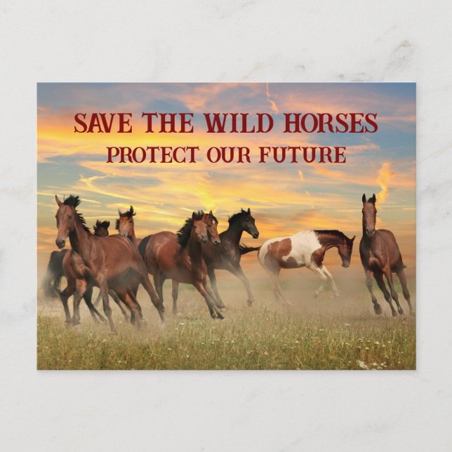 Spara Vild Hästar Vykort (Framsida)