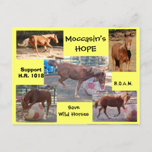 Spara Vild Horses & Burros Vykort