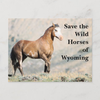 Spara Vild Horses of Wyoming Postcard Vykort