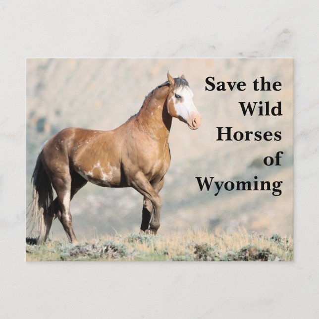 Spara Vild Horses of Wyoming Postcard Vykort (Framsida)