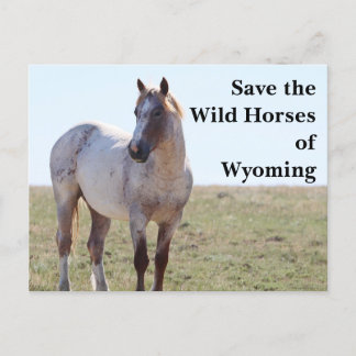 Spara Vild Horses of Wyoming Postcard Vykort