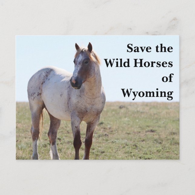 Spara Vild Horses of Wyoming Postcard Vykort (Framsida)