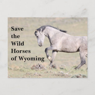 Spara Vild Horses of Wyoming Postcard Vykort