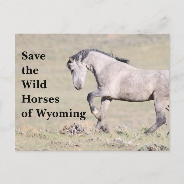 Spara Vild Horses of Wyoming Postcard Vykort (Framsida)