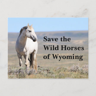 Spara Vild Horses of Wyoming Vykort