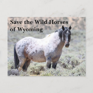 Spara Vild Horses of Wyoming Vykort