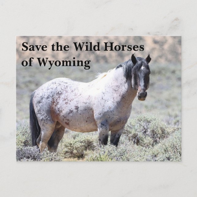 Spara Vild Horses of Wyoming Vykort (Framsida)