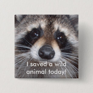 Sparade ett vilddjur - raccoon knapp