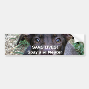 SPARALIV! Spay och sterilisera Bildekal