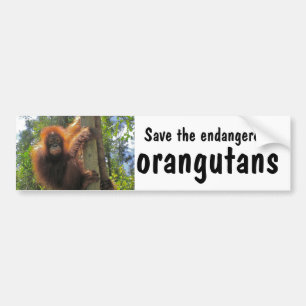 Sparan utsatte för fara Orangutans Bildekal