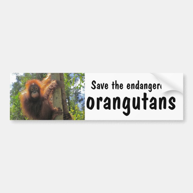 Sparan utsatte för fara Orangutans Bildekal (Framsidan)