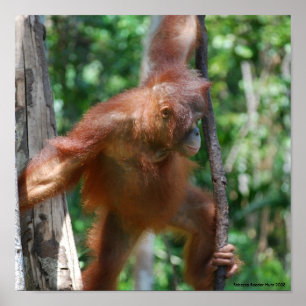 SparaOrangutansBorneo djurliv Poster