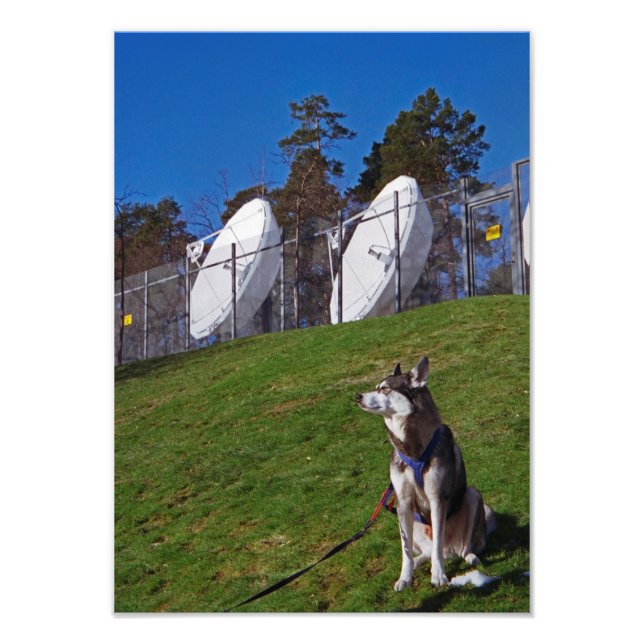 Spårare hund fototryck (Framsidan)