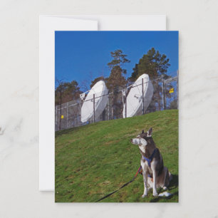 Spårare hund kort