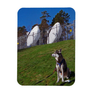 Spårare hund magnet