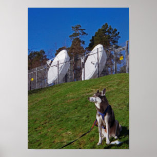 Spårare hund poster